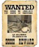 dogster.com Roselynne