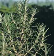 Rosemary