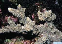 reeflex.net Roseni