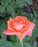 gardenbuddies.com Rosep