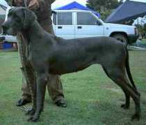 petsplace.co.za Roshanda