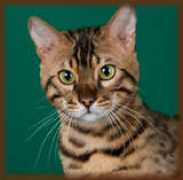 cheetahsdenbengals.com Roshans