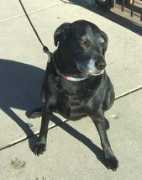 chicagopetcare.com Rosiea