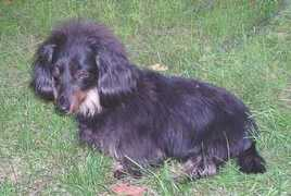 dachshundmemorialgarden.com Rosiet