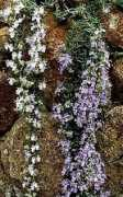 sanmarcosgrowers.com Rosirene