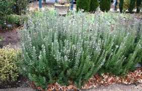 thelovelyplants.com Rosmarinus