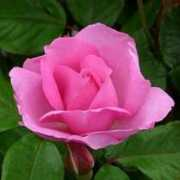 giftaplant.com Rosmil
