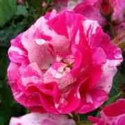 giftaplant.com Rosnan