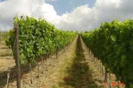 bigredwine.co.uk Rosola