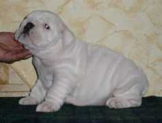 engbulldog.com Rossitta