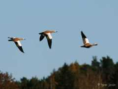 birder.se Rostand