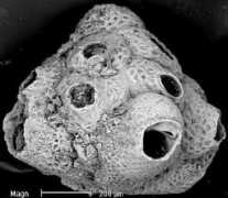 bryozoa.net Rosula