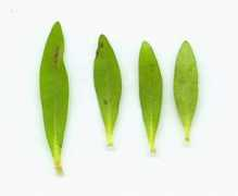alabamaplants.com Rotala