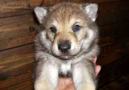 galerie.cswolfdog.cz Rotchild