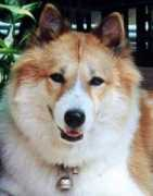 bangkaew.com Rotee
