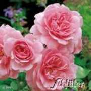 garten-de.com Rotson