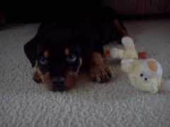 a-love-of-rottweilers.com Rottie