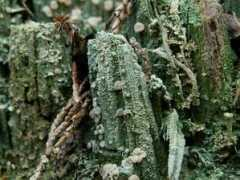 ancientcedar.ca Rotton