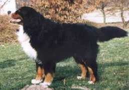 berner-sennenhunde-zucht.de Rouana