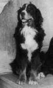 berner-sennenhunde-zucht.de Rouana