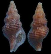 Rousi