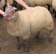 sheep101.info Roussin