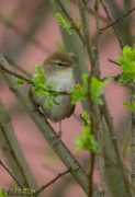 worldbirds.eu Rouxinol