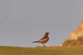 Rouzel