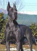 server.hund.ch Rovano