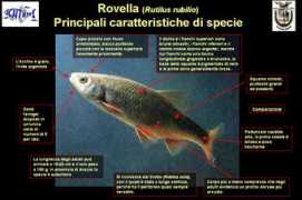 ittiofauna.org Rovella