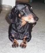 dogster.com Rowdie