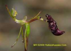 orchidspecies.com Rowna