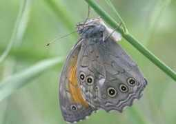 butterfly-guide.co.uk Roxelana