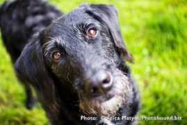 labradoodle-breeder.com Roxianna