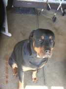 Roxii