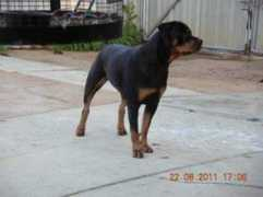 Roxii