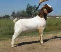 Royalson