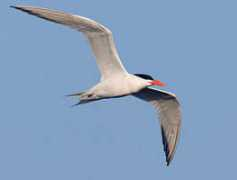 birdphotography.com Royt