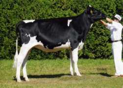 holstein.or.jp Royter