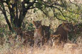 Ruaha