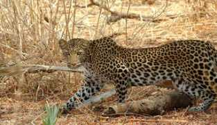 Ruaha