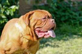 Ruba