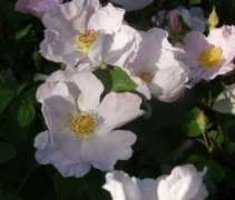 rosesloubert.com Rubann