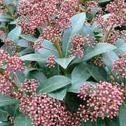 findmeplants.co.uk Rubella