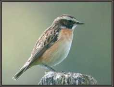 alpesoiseaux.free.fr Ruberta