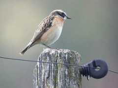 alpesoiseaux.free.fr Ruberta