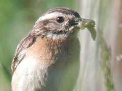 alpesoiseaux.free.fr Ruberta
