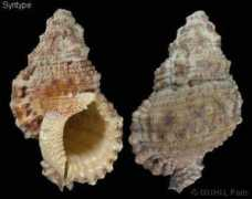 gastropods.com Rubeta