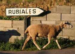 Rubiales