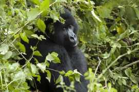 gorilladoctors.wildlifedirect.org Rubiga